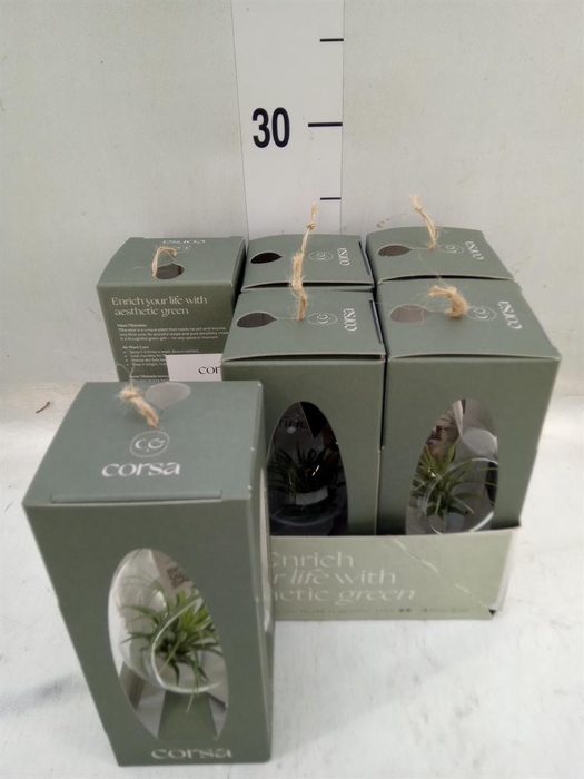 <h4>Arr. Tillandsia L%</h4>