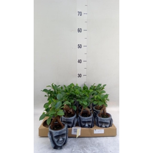 Ficus microcarpa 'Ginseng'
