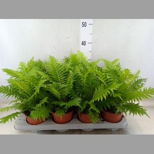 Blechnum gibbum 'Silver Lady'