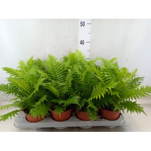 Blechnum gibbum 'Silver Lady'