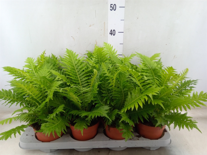 <h4>Blechnum gibbum 'Silver Lady'</h4>