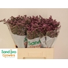 Limonium Florida Pink
