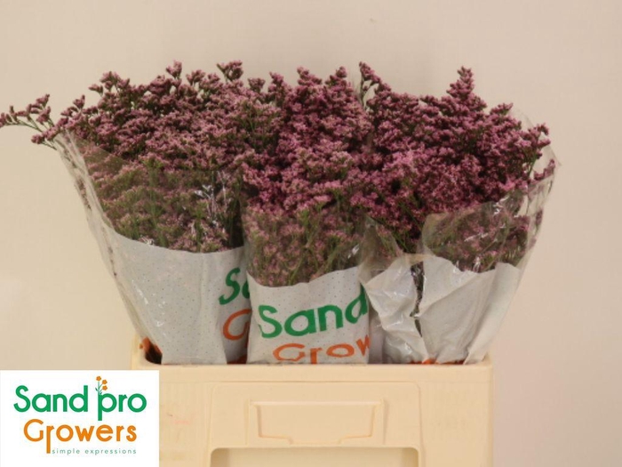 Limonium Florida Pink