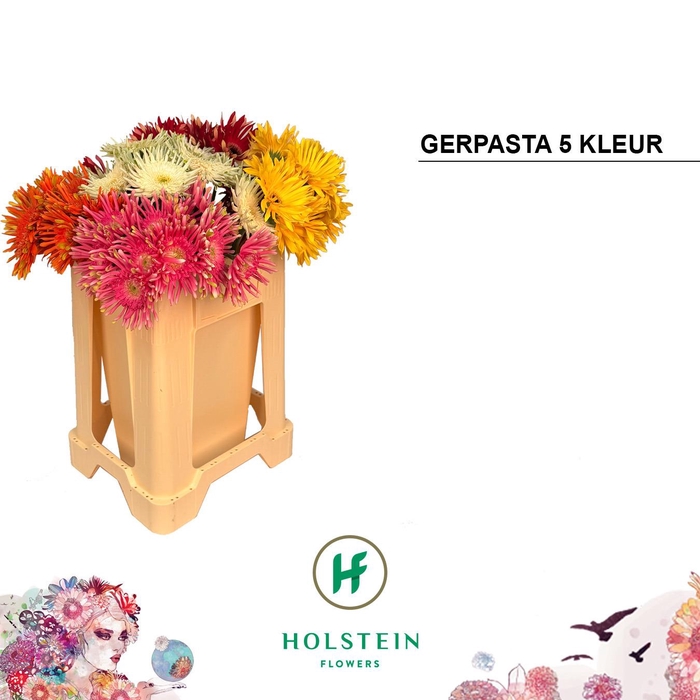 <h4>Gerbera Pasta Mix Water</h4>