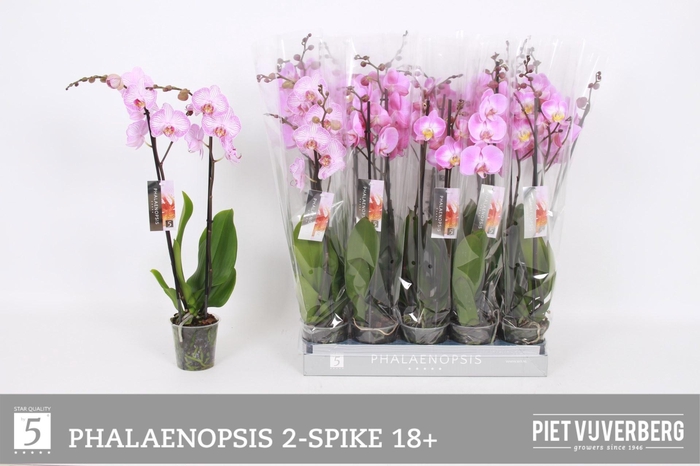 <h4>PHAL OV ROZE</h4>
