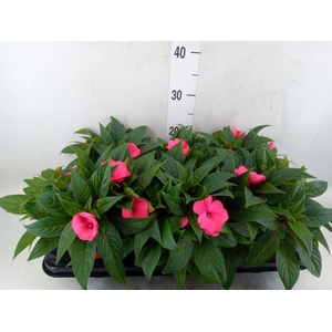 Impatiens NG 'ColPow Rose'