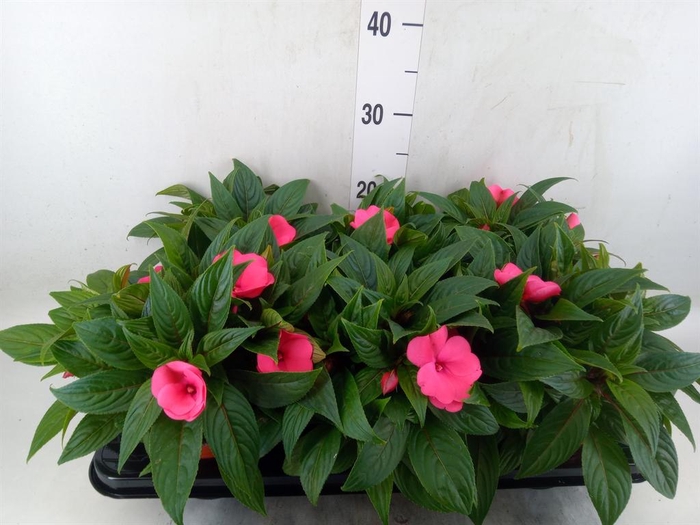 <h4>Impatiens NG 'ColPow Rose'</h4>