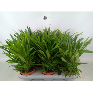 Pachypodium lamerei