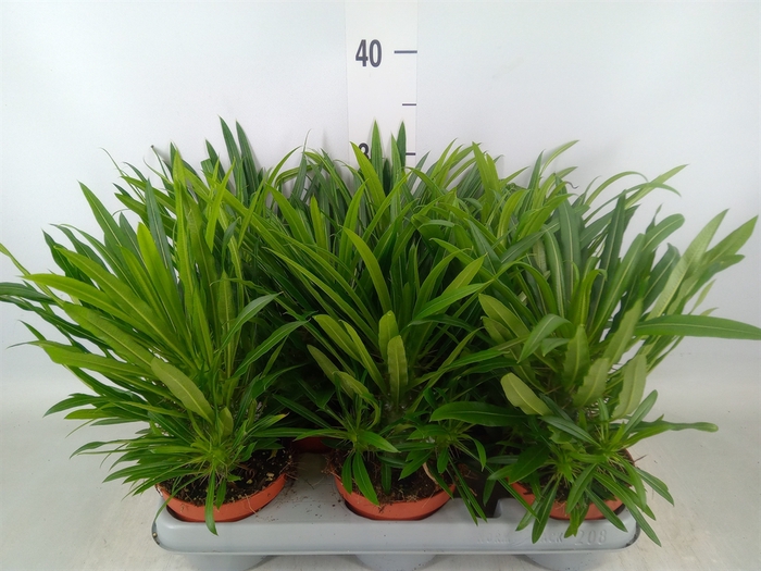 <h4>Pachypodium lamerei</h4>