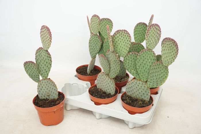 <h4>OPUNTIA MICRODASYS</h4>