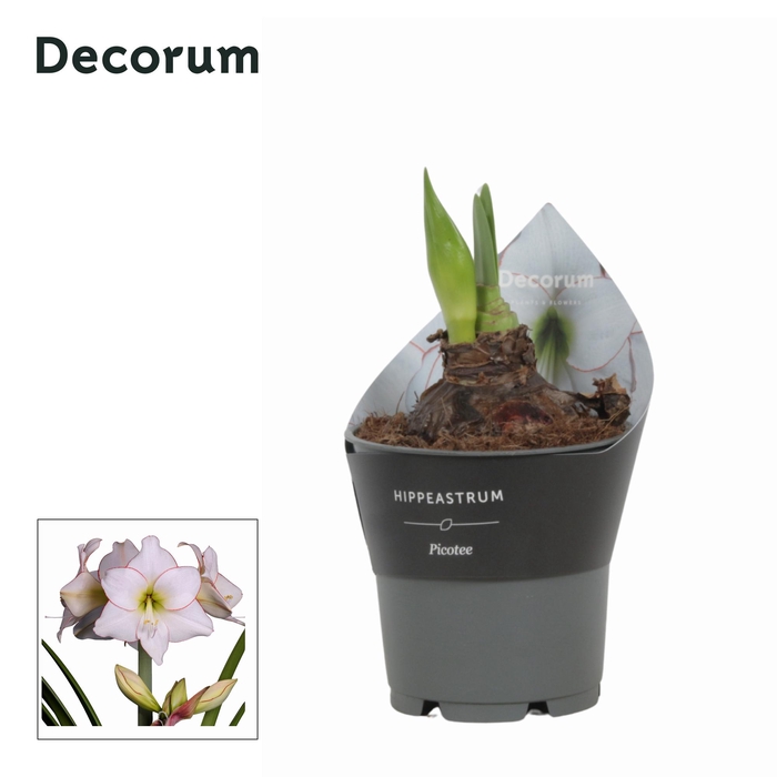 <h4>Amaryllis Picotee in potkraag (Decorum)</h4>