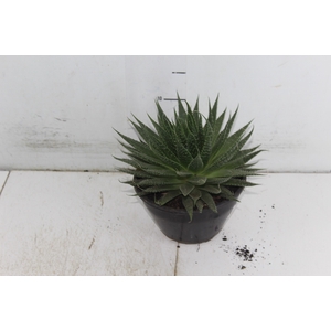 ALOE ARISTATA C18