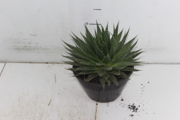 ALOE ARISTATA C18