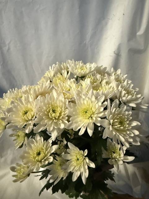 <h4>CHR T FROZEN</h4>