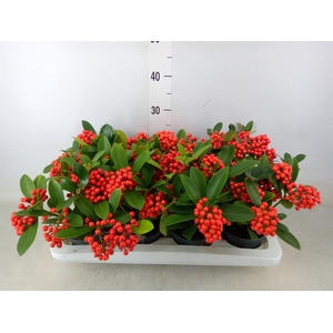 Skimmia jap. 'OBerries Red'