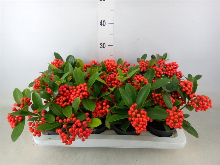 <h4>Skimmia jap. 'OBerries Red'</h4>