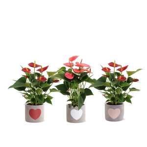 Anthurium red&pink mix in Jolijn 2 ceramics