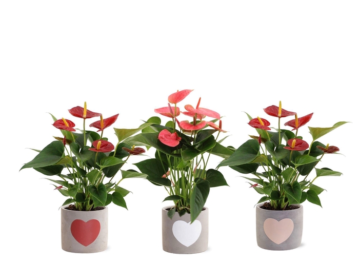 <h4>Anthurium red&pink mix in Jolijn 2 ceramics</h4>