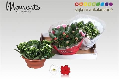 <h4>KAL GE GEM 2 KL</h4>