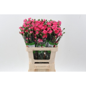 Di Tr Roxanne Picotee  x20