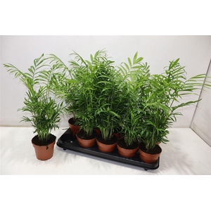 arr8 Chamaed Elegans