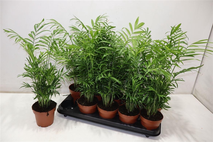 <h4>arr8 Chamaed Elegans</h4>