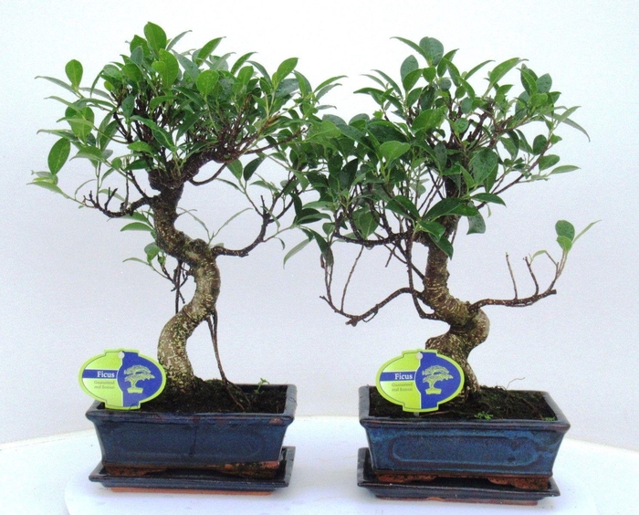 <h4>Ficus retusa, 20cm., shape, with drip tray</h4>