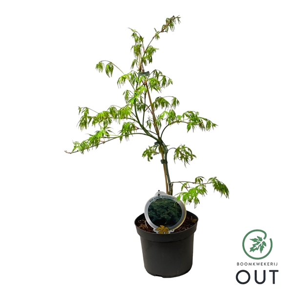 <h4>Acer pal. 'Dissectum' 30-40 P19</h4>