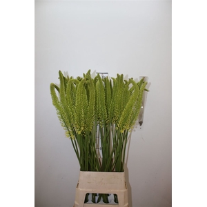 Eremurus Moneymaker