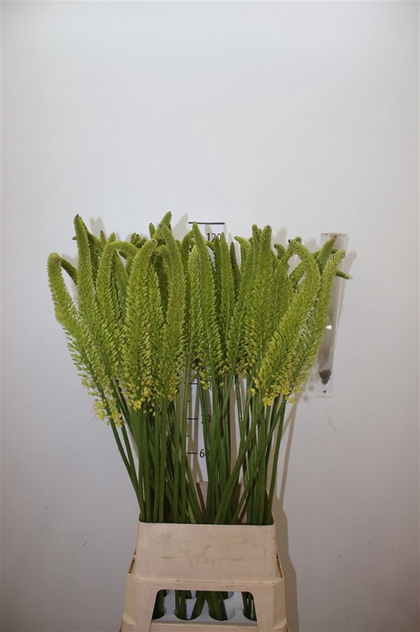 <h4>Eremurus Moneymaker</h4>
