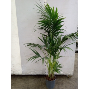 Howea forsteriana