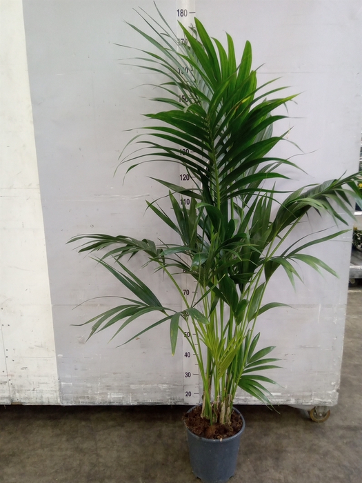 <h4>Howea forsteriana</h4>