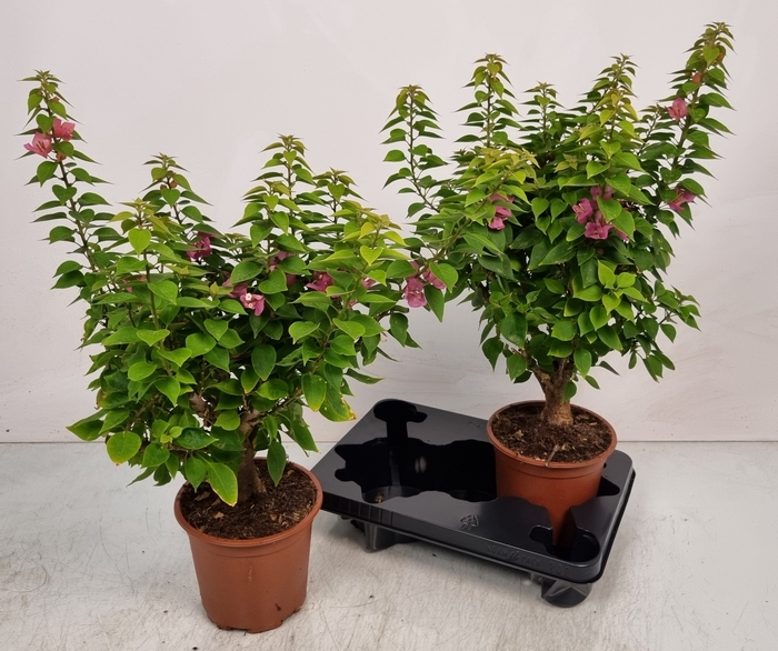 <h4>BOUGAINV OV</h4>