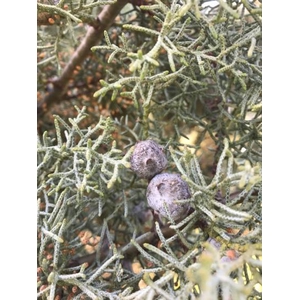 CYPRESSE ARIZONICA HANDBOS