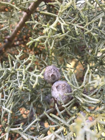 <h4>CYPRESSE ARIZONICA HANDBOS</h4>