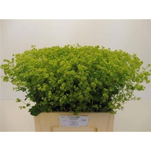 Alchem M Robustica