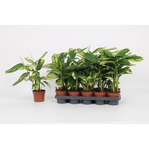 Ctenanthe pilosa 'Mosaic'