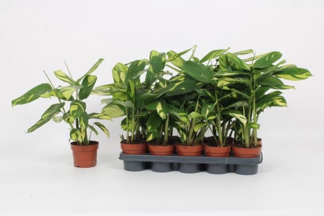 <h4>Ctenanthe pilosa 'Mosaic'</h4>