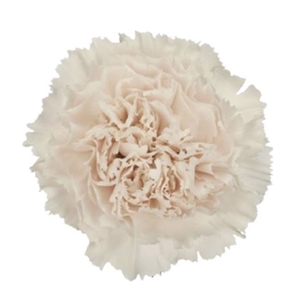 Dianthus st Moon Golem