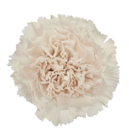 <h4>Dianthus st Moon Golem</h4>