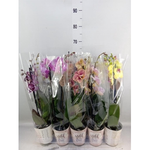 Phalaenopsis   ...mix