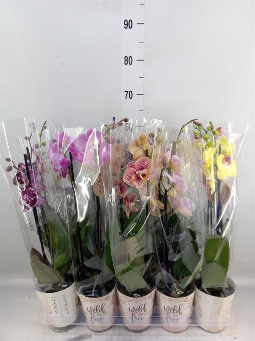 <h4>Phalaenopsis   ...mix</h4>