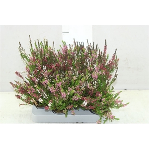 Calluna Vulgaris Mini Trio Girl Mix In Pot