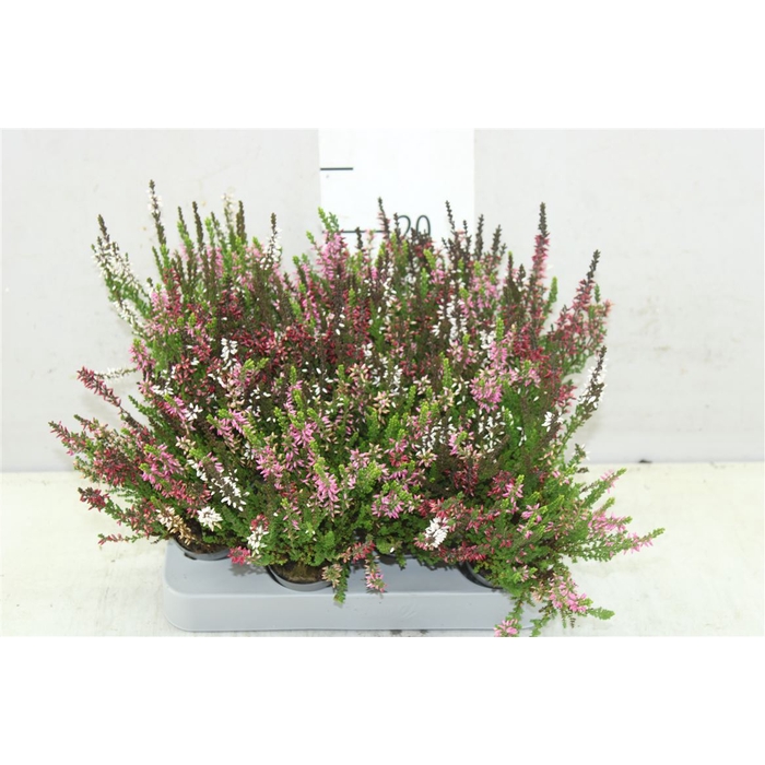 <h4>Calluna Vulgaris Mini Trio Girl Mix In Pot</h4>