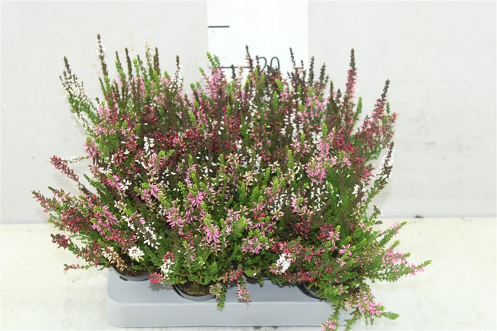 Calluna Vulgaris Mini Trio Girl Mix In Pot