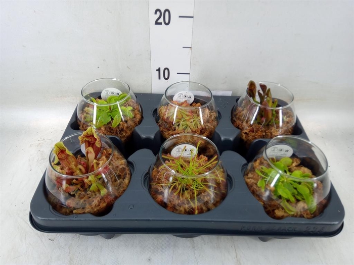 <h4>Vleesetende planten</h4>