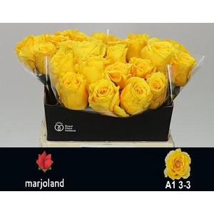 R GR PALMARES! JONG GEWAS 3-3 A1