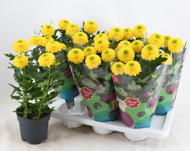 <h4>CHRYS FP YELLOW</h4>