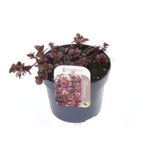 Sedum spurium Purple winter