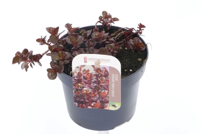 <h4>Sedum spurium Purple winter</h4>